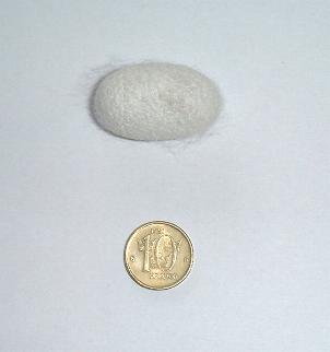 kokong